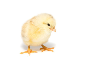 Chicken on white background