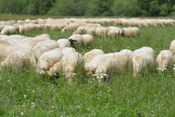 Obraz premium herd of sheep crosses the green meadow