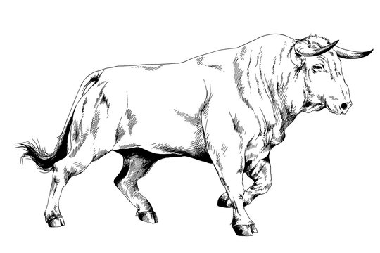 big bull striker with horns drawn in ink on white background sketch