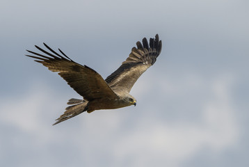 Black Kite - Milvus migrans, beautiful large raptor from Old World forests and hills, Eastern Rodope mountains, Bulgaria.