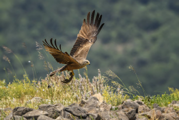 Black Kite - Milvus migrans, beautiful large raptor from Old World forests and hills, Eastern Rodope mountains, Bulgaria.