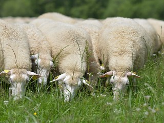 herd of sheep crosses the green meadow