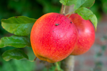 Red ripe juicy apple on the apple tree, new harvest