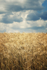 Fototapeta na wymiar yellow wheat field 
