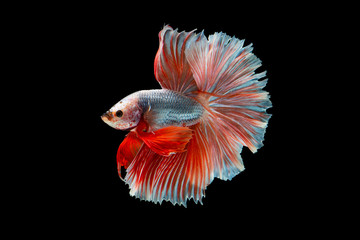 The moving moment beautiful of siamese betta fish in thailand on black background.  © Soonthorn