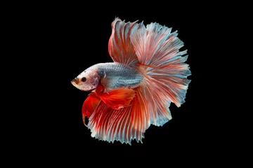Schilderijen op glas The moving moment beautiful of siamese betta fish in thailand on black background.  © Soonthorn