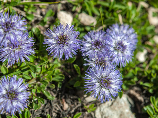 Italian alpine flowers