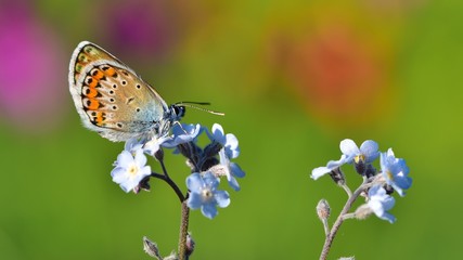 Plebejus argus  81