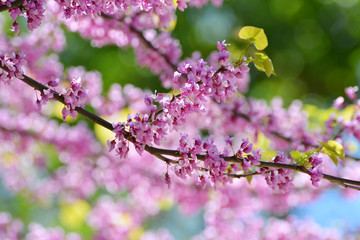 Pink flowers of Cercis Canadian in the spring garden. Tree of lilac Cercis Canadian.