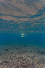 Underwater view of a surfer