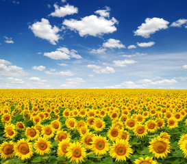 Fototapeta premium sunflowers field on sky