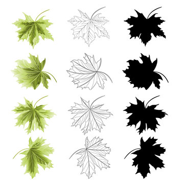 Four Colored leaves Maple  the green natural outline and silhouette  vintage vector botanical illustration editable hand draw