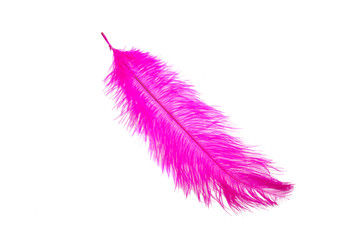 fluffy feather in purple color isolated on the white