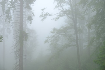 Forest in the fog in Dragobrat (Urkaine).