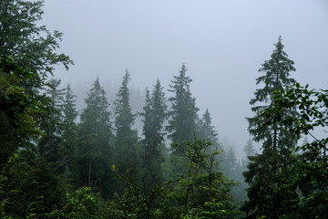 Fototapeta na wymiar Forest in the fog in Dragobrat (Urkaine).