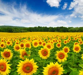 Foto op Plexiglas Zonnebloem zonnebloemen veld op sky