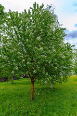 Blooming tree of European bird cherry (Prunus padus, Padus avium).