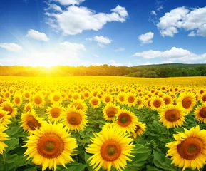 Rolgordijnen Zonnebloem veld met zonnebloemen