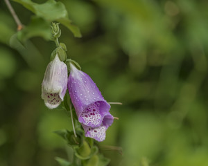 Foxglove digitalis flower in summer day