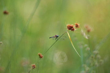 Dragonfly perched on flora in the morning