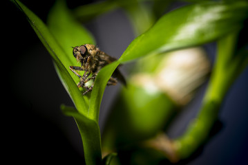 Fototapeta premium Robberfly in green nature or in the garden