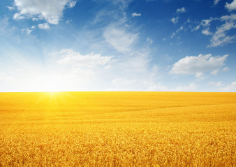 Wheat field and sun