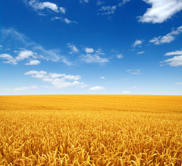 Naklejka premium wheat field and clouds