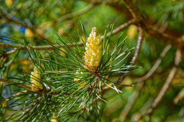 Naklejka na ściany i meble Young shoots on the branches of pine.