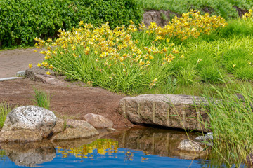 Fototapeta na wymiar Bright yellow day-lily flowers reflected on decorative pond water.