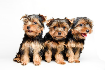 Cute three puppy yorkshire terrier isolated on white background.