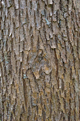 Bark of Fraxinus pennsylvanica, commonly known as green ash or red ash.