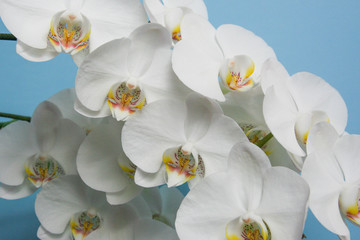 Storczyk - piękne białe kwiaty - obrazy, fototapety, plakaty