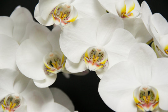 Storczyk - piękne białe kwiaty