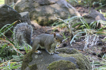 Squirrel in park