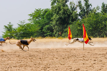 Greyhound at full speed during a race