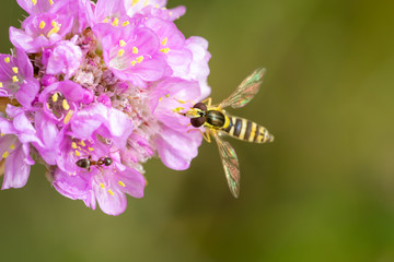 Hoverfly (Syrphus ribesii) on a purple flower