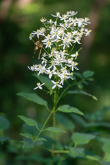 Wild forest flowers of erect clematis white flowers - Latin name - Clematis recta