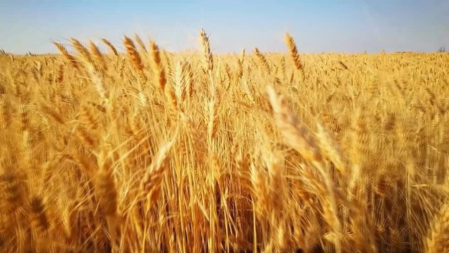  Walking in wheat field gold , running in harvest field, agriculture, farming 