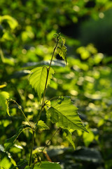 grüne Blätter und Pflanzen im Abendlicht