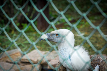 Wild eagle is sitting behind bars