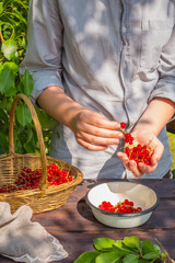 Fresh juicy red currant berries in a wicker basket on a wooden table in the garden and a girl in a shirt collects and cleans berries on a summer sunny day with a copy of the space