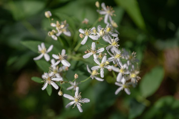 Wild forest flowers of erect clematis white flowers - Latin name - Clematis recta