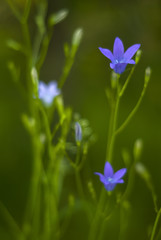 Twilight blurred gentle morning floral background with blue bellflowers