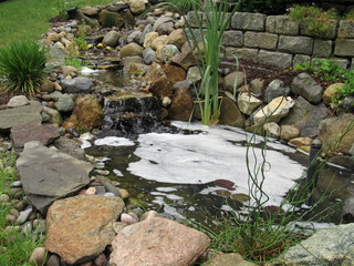 A man made Koi fish pond with a stream and waterfall with foam floating on the top of the water 