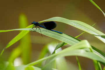 View on banded demoiselle. Close-up of a blue Dragonfly at the Lake. Dragonflies Calopteryx splendeus . A Dragonfly sits on a green leaf. sp.