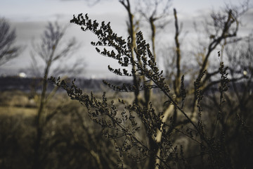 Branch Macro