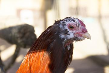 Horizontal photo of a red chicken, close-up