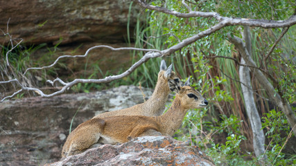 Zwei Klippspringer auf einem Felsen in Afrika