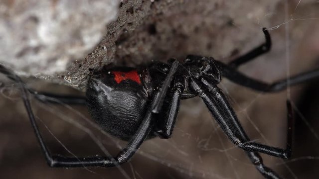 Black Widow Spider under rock ledge with red hourglass showing.