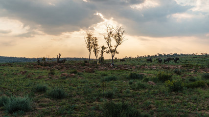 Herde Gnus in der afrikanischen Steppe bei Sonnenuntergang